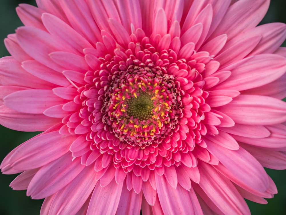 Flores para Celebrar a Amizade: Surpreenda no Dia Internacional da Amizade
