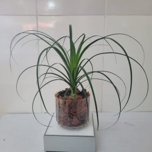 Planta Pata de Elefante